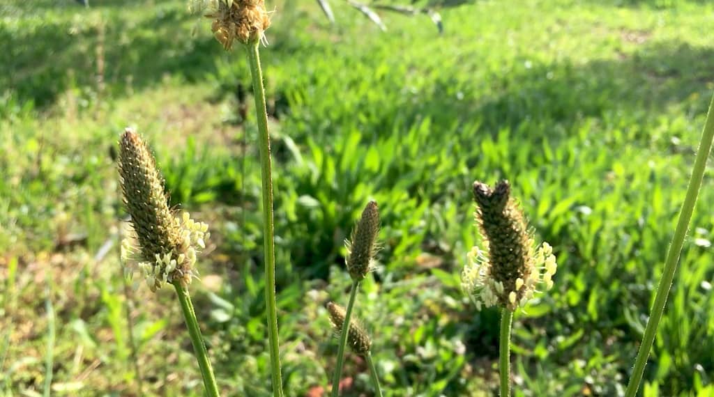 Листя подорожника в формулах PADMA
