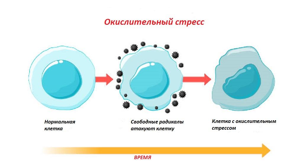 Окислительный стресс