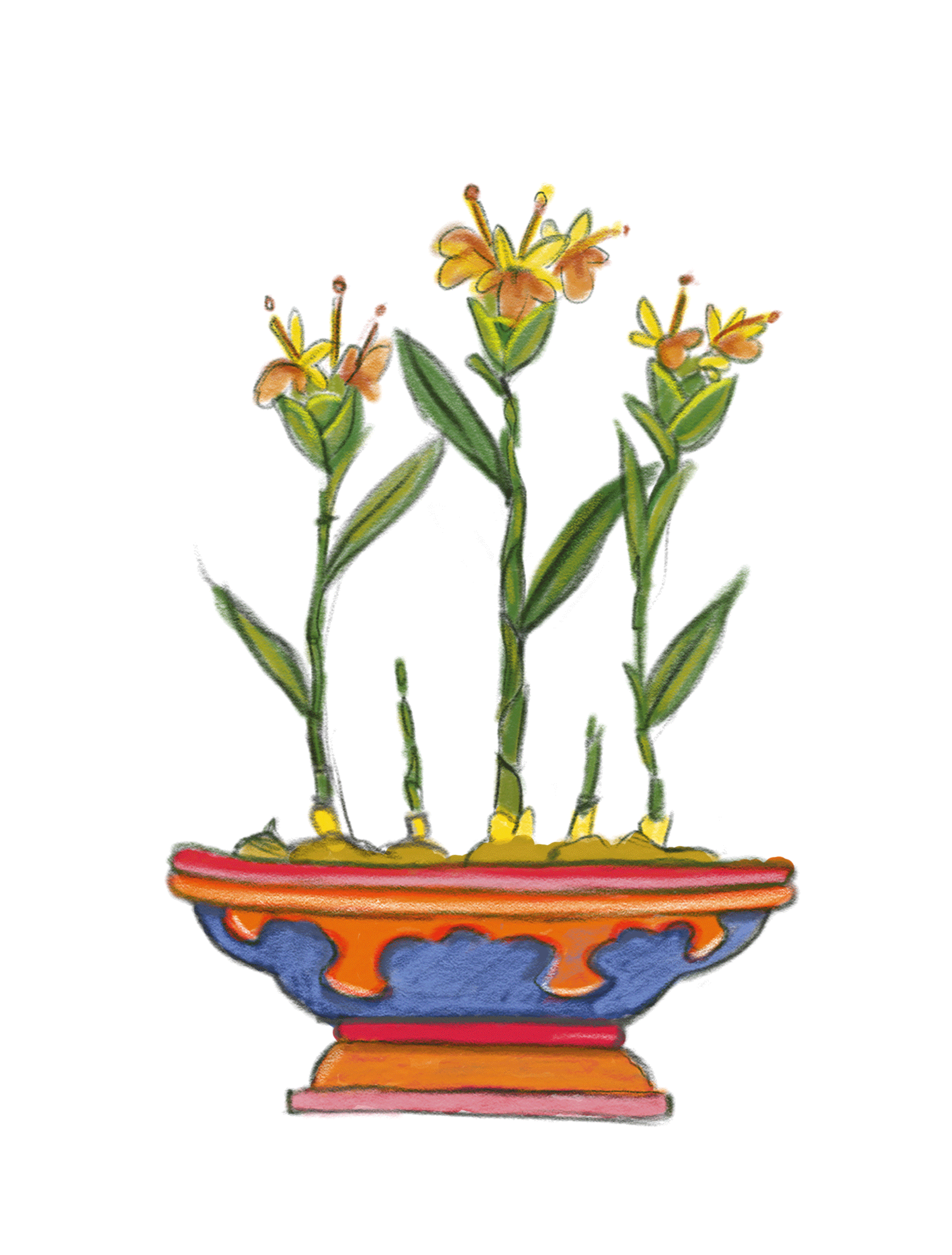 padma-ingwer-1743×2297-1